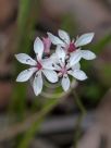 Burchardia umbellata