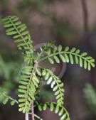 Bursera microphylla