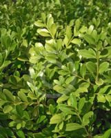 Buxus sinica insularis