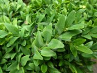 Buxus sempervirens Suffruticosa