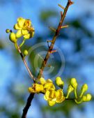 Caesalpinia cacalaco