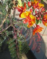 Caesalpinia pulcherrima