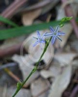 Caesia parviflora