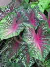 Caladium bicolor