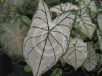 Caladium bicolor