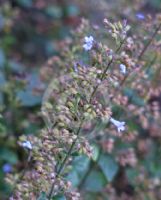 Clinopodium nepeta