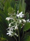 Calanthe triplicata