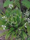 Calanthe triplicata