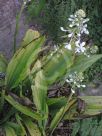 Calanthe triplicata