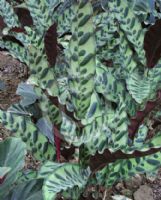 Calathea lancifolia