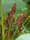 Calathea lutea