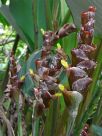 Calathea lutea