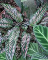 Calathea majestica Roseolineata