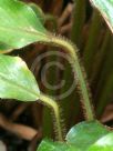 Calathea rufibarba