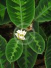 Calathea warscewiczii