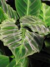 Calathea warscewiczii