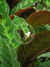 Calathea warscewiczii