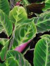 Calathea warscewiczii