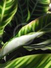 Calathea zebrina