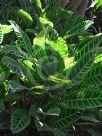 Calathea zebrina