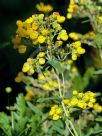 Calceolaria integrifolia