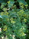 Calceolaria integrifolia