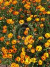 Calendula officinalis