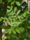 Sophora secundiflora