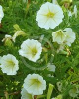 Calibrachoa hybrida