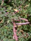 Calliandra californica