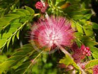 Calliandra haematocephala