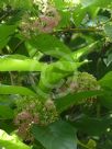 Callicarpa giraldii