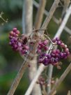 Callicarpa giraldii