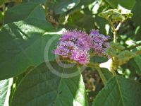 Callicarpa formosana