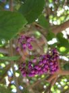 Callicarpa formosana