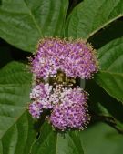 Callicarpa rubella