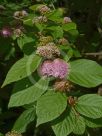 Callicarpa rubella