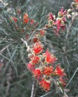 Callistemon brachyandrus