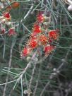 Callistemon brachyandrus