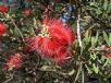 Callistemon citrinus