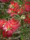 Callistemon citrinus