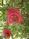 Callistemon citrinus