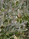 Callistemon citrinus