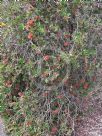 Callistemon citrinus