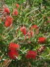 Callistemon citrinus Splendens