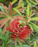 Callistemon montanus