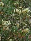 Callistemon pallidus