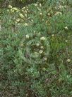 Callistemon pallidus