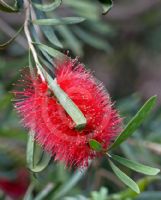 Callistemon phoeniceus