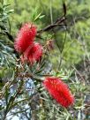 Callistemon phoeniceus